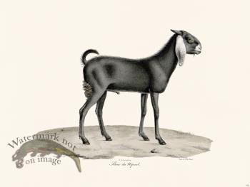 Cuvier 135 Goat of Nepaul Male